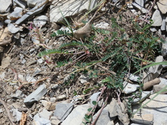 Astragalus monspessulanus