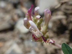 Astragalus monspessulanus
