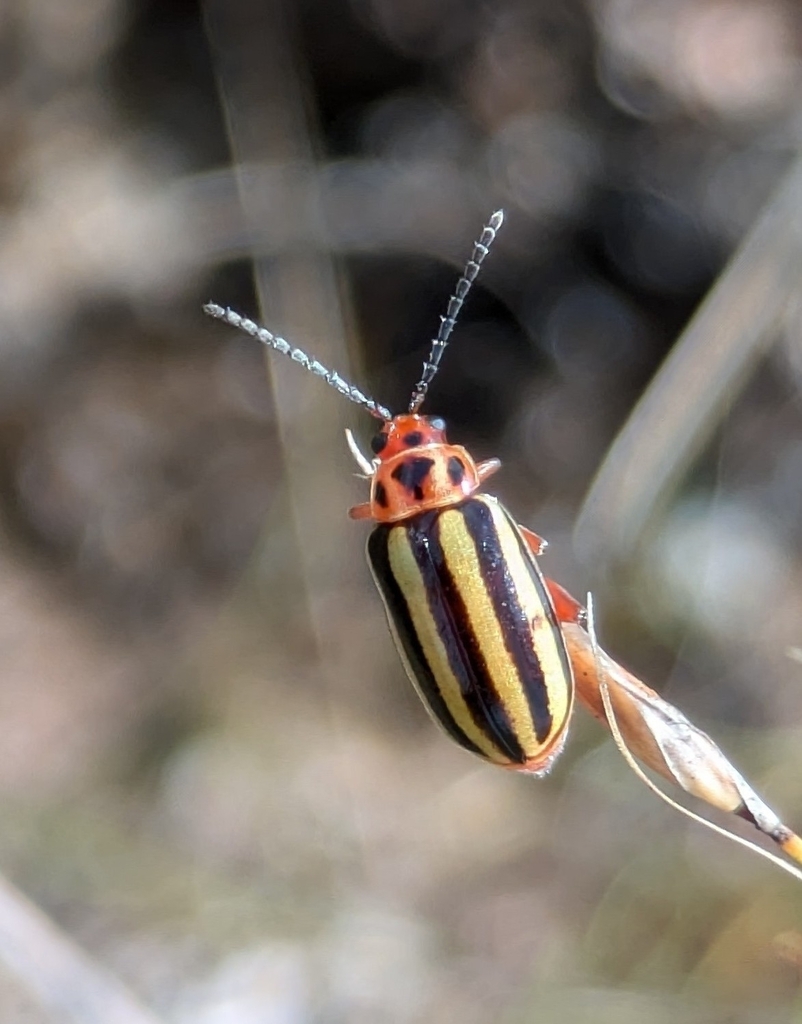Disonycha megaspilota