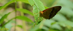 Argynnis laodice