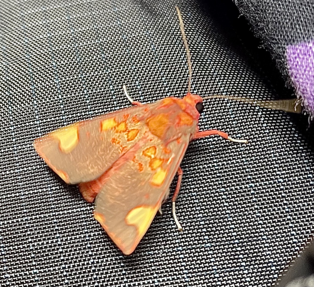 Melese peruviana