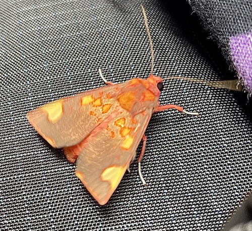 Melese peruviana
