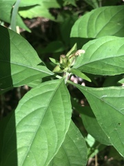 Yeatesia viridiflora