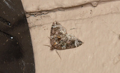 Eulithis xylina
