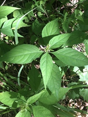 Yeatesia viridiflora