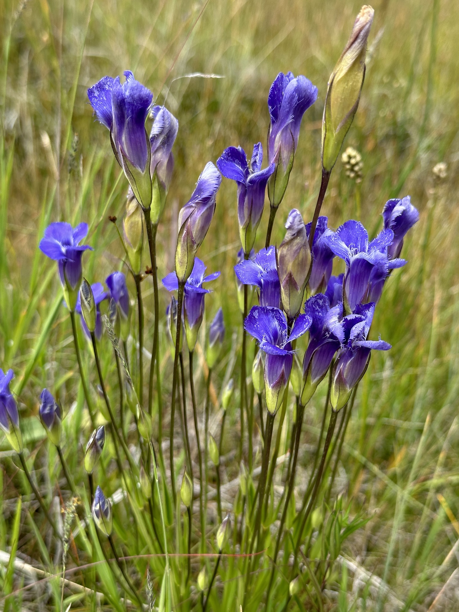 Gentianopsis virgata ssp. macounii