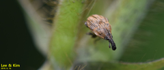 Trigonocolus