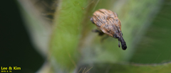 Trigonocolus