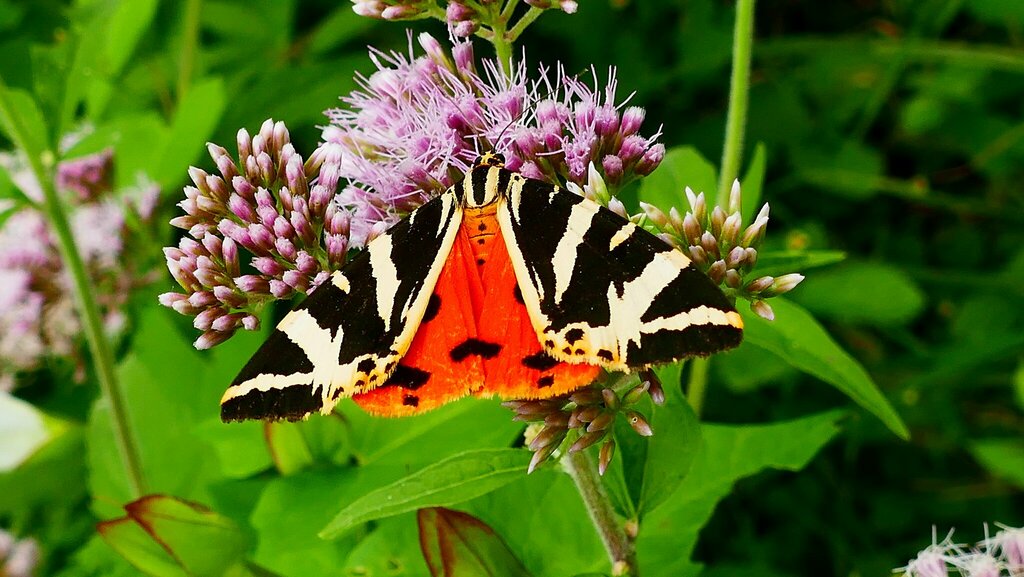 Jersey Tiger