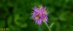 Lasiotrichius succinctus