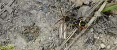 Cyrtoclytus capra