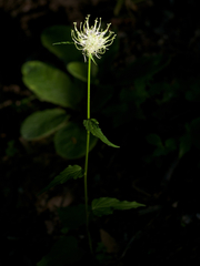 Phyteuma ovatum pseudospicatum