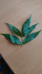 Fraxinus excelsior