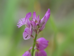 Polygala nicaeensis
