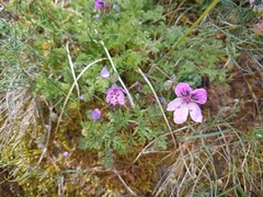 Erodium glandulosum