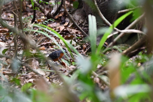 Plumbeous Antbird (Myrmelastes hyperythrus), photo 9