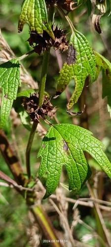 Leonurus cardiaca