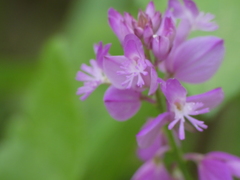 Polygala nicaeensis