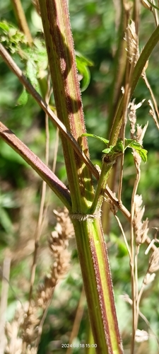 Leonurus cardiaca