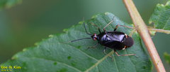 Deraeocoris ater