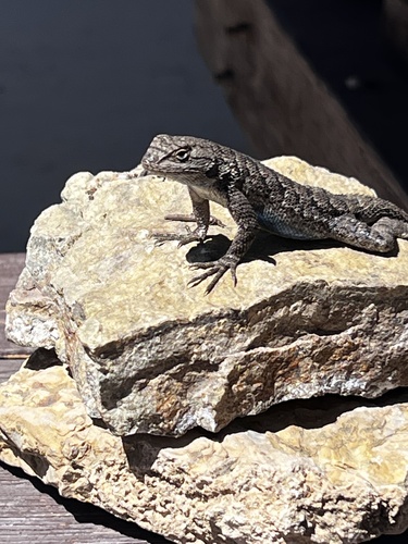 iNaturalist observation photo of Western Fence Lizard