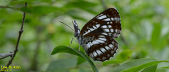 Neptis pryeri