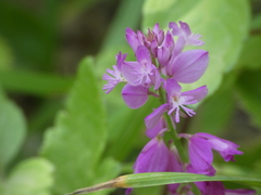 Polygala nicaeensis