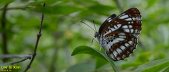 Neptis pryeri