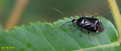Deraeocoris ater
