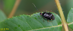 Deraeocoris ater