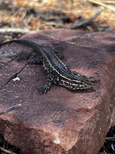 iNaturalist observation photo of Common Sagebrush Lizard