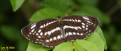 Neptis pryeri