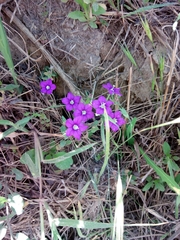 Legousia speculum-veneris