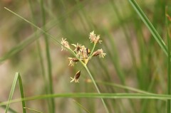 Mediterranean Bulrush (Bolboschoenus glaucus)