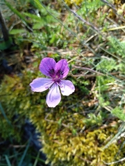 Erodium glandulosum