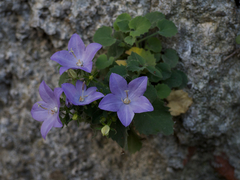 Campanula isophylla