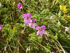 Erodium glandulosum