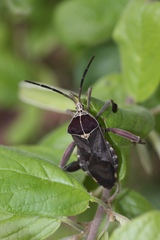 Petascelis remipes