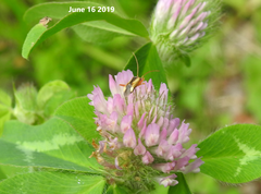 Adelphocoris suturalis