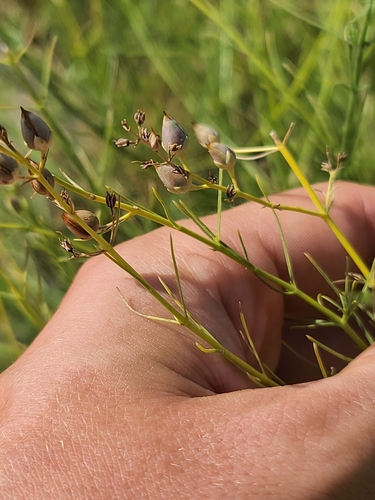 Image of Thurber's Beardtongue (Penstemon thurberi) by no rights reserved
