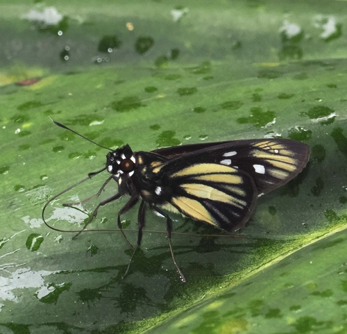 Carystus periphas