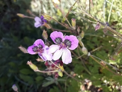 Erodium glandulosum