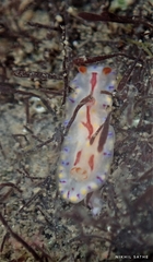 Hypselodoris