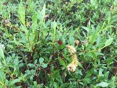 Salix pulchra