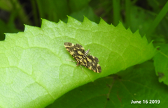 Piletocera luteosignata