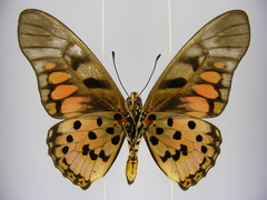 Graphium ridleyanus