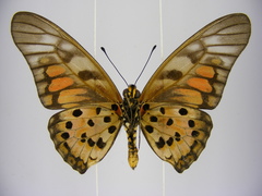 Graphium ridleyanus