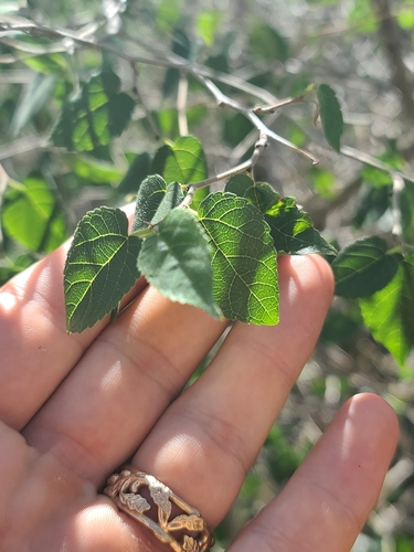 Image of Morus microphylla by no rights reserved