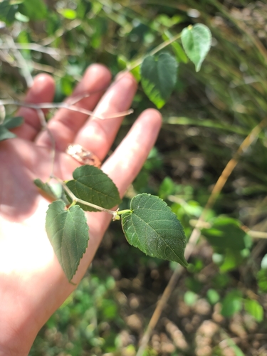Image of Littleleaf Mulberry (Morus microphylla) by no rights reserved