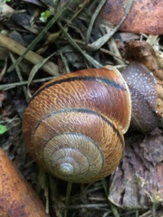 Helminthoglypta arrosa